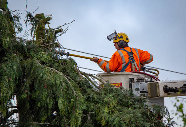 Seasonal Cleanup in Redway, CA